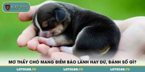 mo thay cho mang diem bao lanh hay du danh so gi